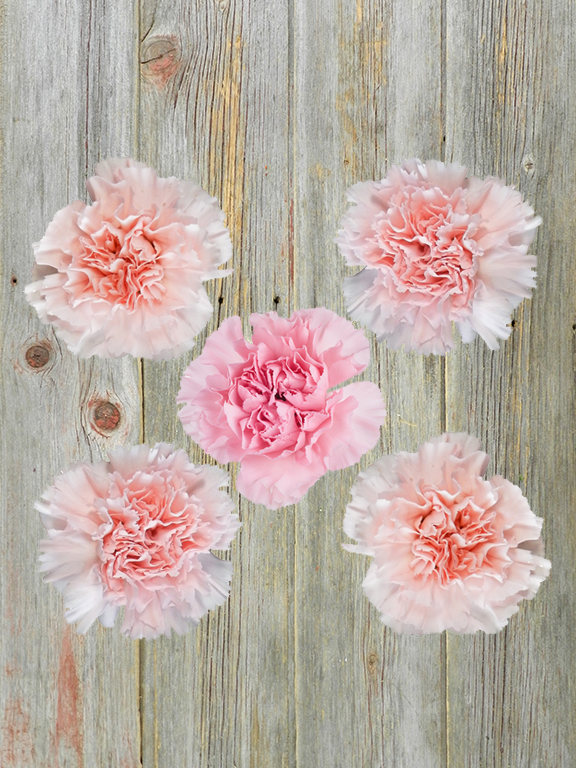 LIGHT PINK CARNATION